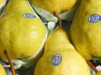 PERA ARGENTINA UNIDADE